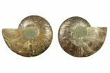 Cut & Polished, Agatized Ammonite Fossil - Madagascar #266531-1